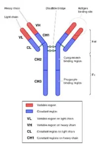 Immunglobuline Antikörper