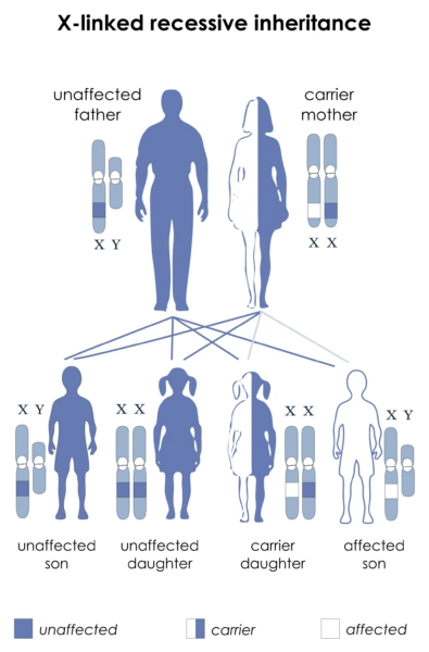 X-chromosomale Vererbung