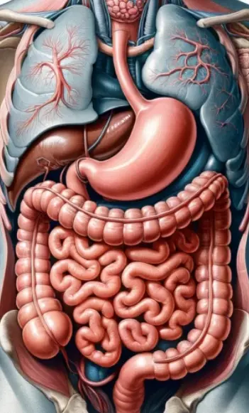 Körper innere Organe Schema
