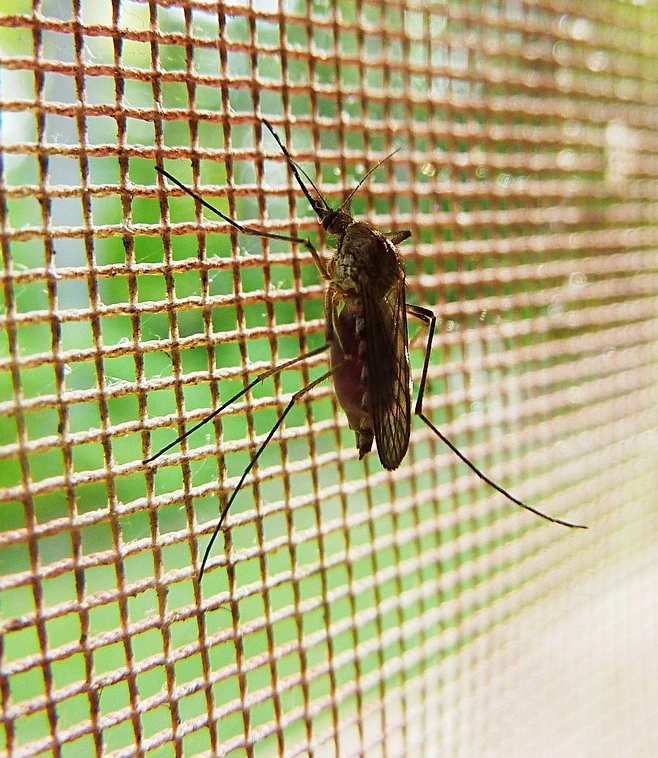 Mücke mosquito