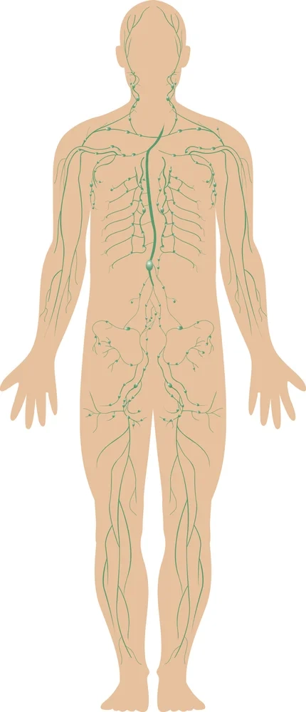 Lymphgefässsystem Lymphknoten
