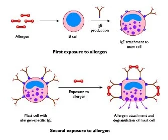 Lymphozyten Allergie Immunsystem
